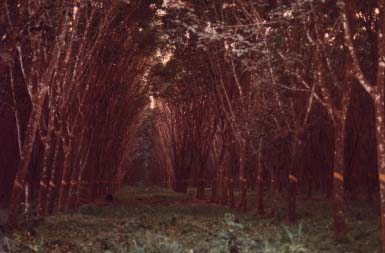 Rubber trees